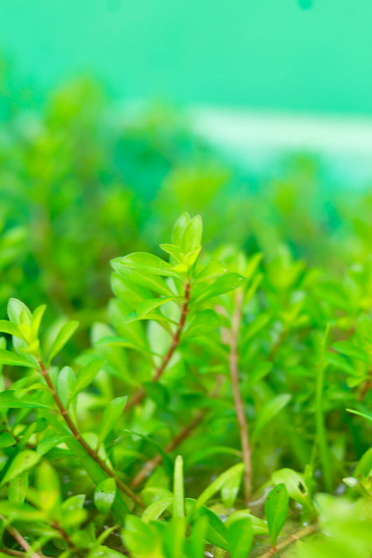 Ludwigia Arcuata – Fine-Leaf Red Stem Plant for Aquariums