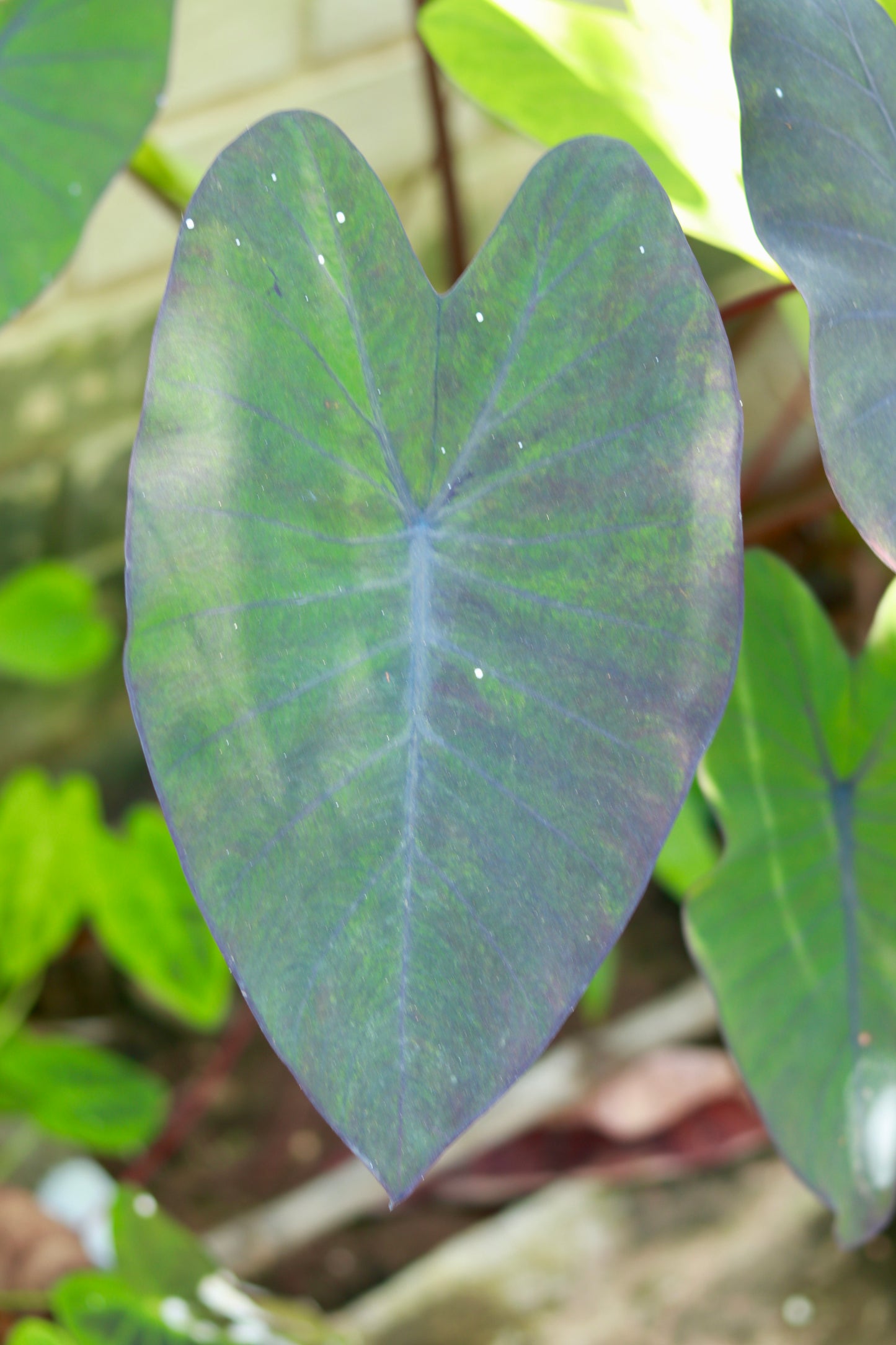 Colocasia Black Magic Variegated – Green with a Magical Touch!