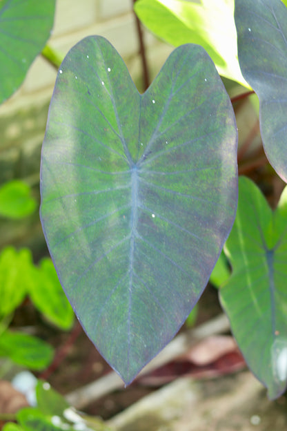 Colocasia Black Magic Variegated – Green with a Magical Touch!