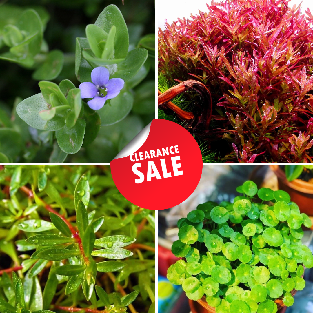 Beginner AquaPlant Combo – Low-Tech & Non-CO₂