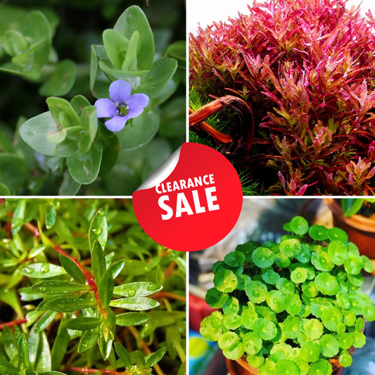 Beginner AquaPlant Combo – Low-Tech & Non-CO₂