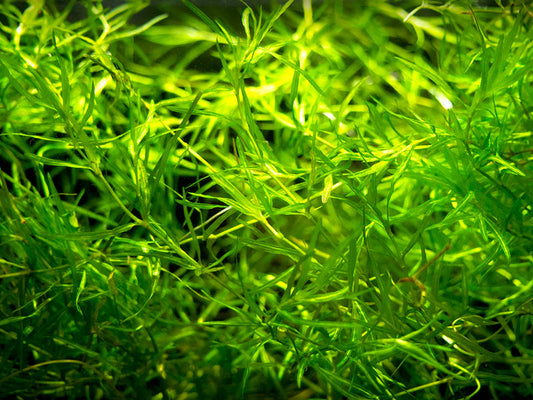 Guppy Grass – Fast-Growing Floating Plant