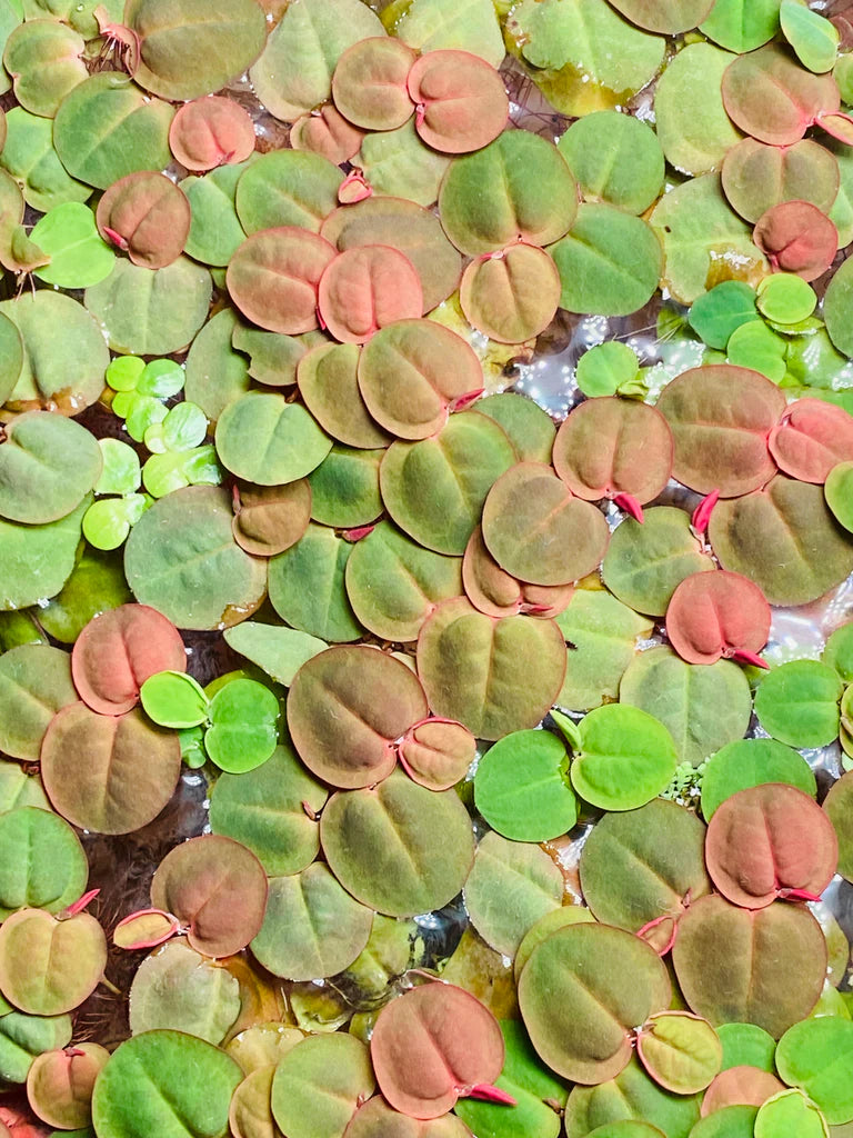 Red Floater Bunch – The Blushing Beauty of the Water