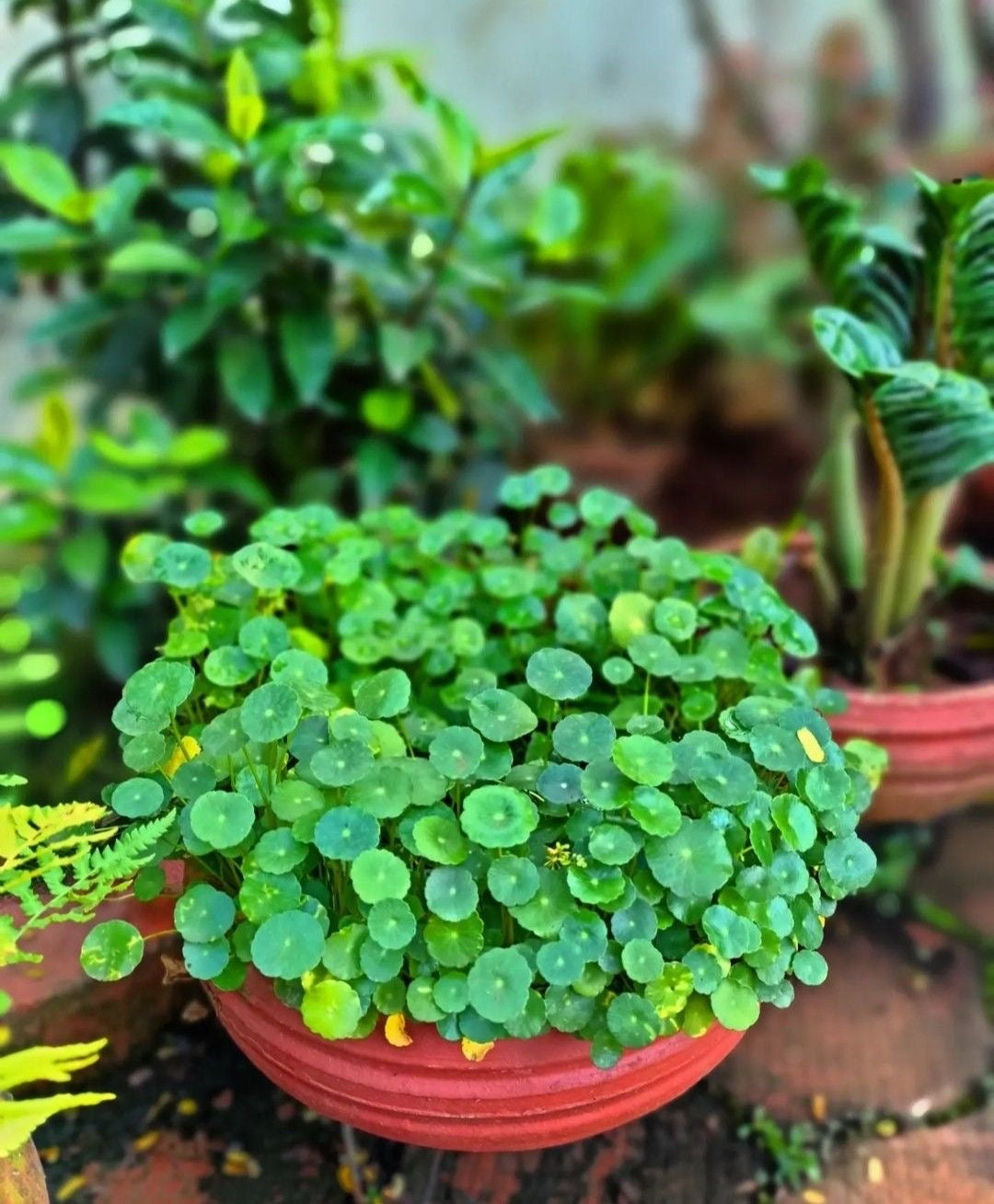 Water Pennywort (Hydrocotyle spp)