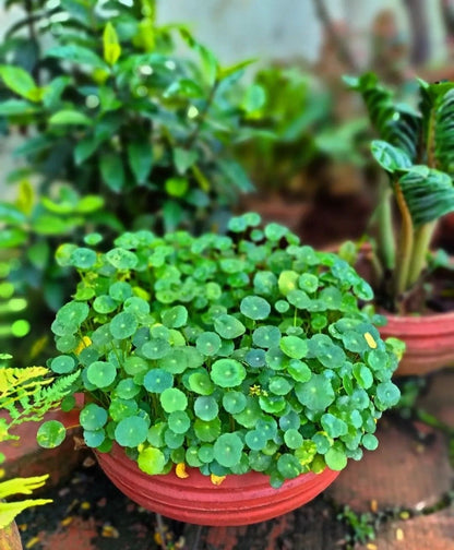 Water Pennywort (Hydrocotyle spp)