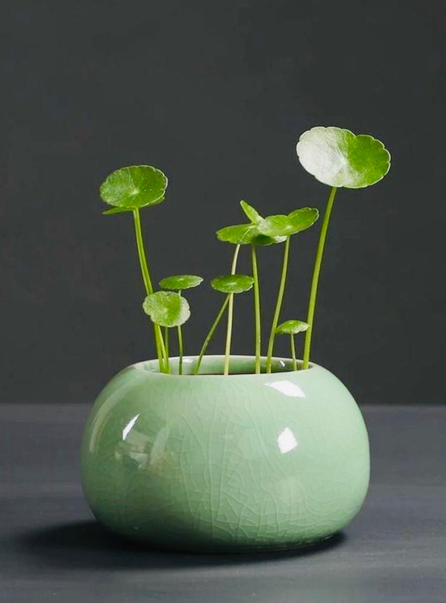 Water Pennywort (Hydrocotyle spp)