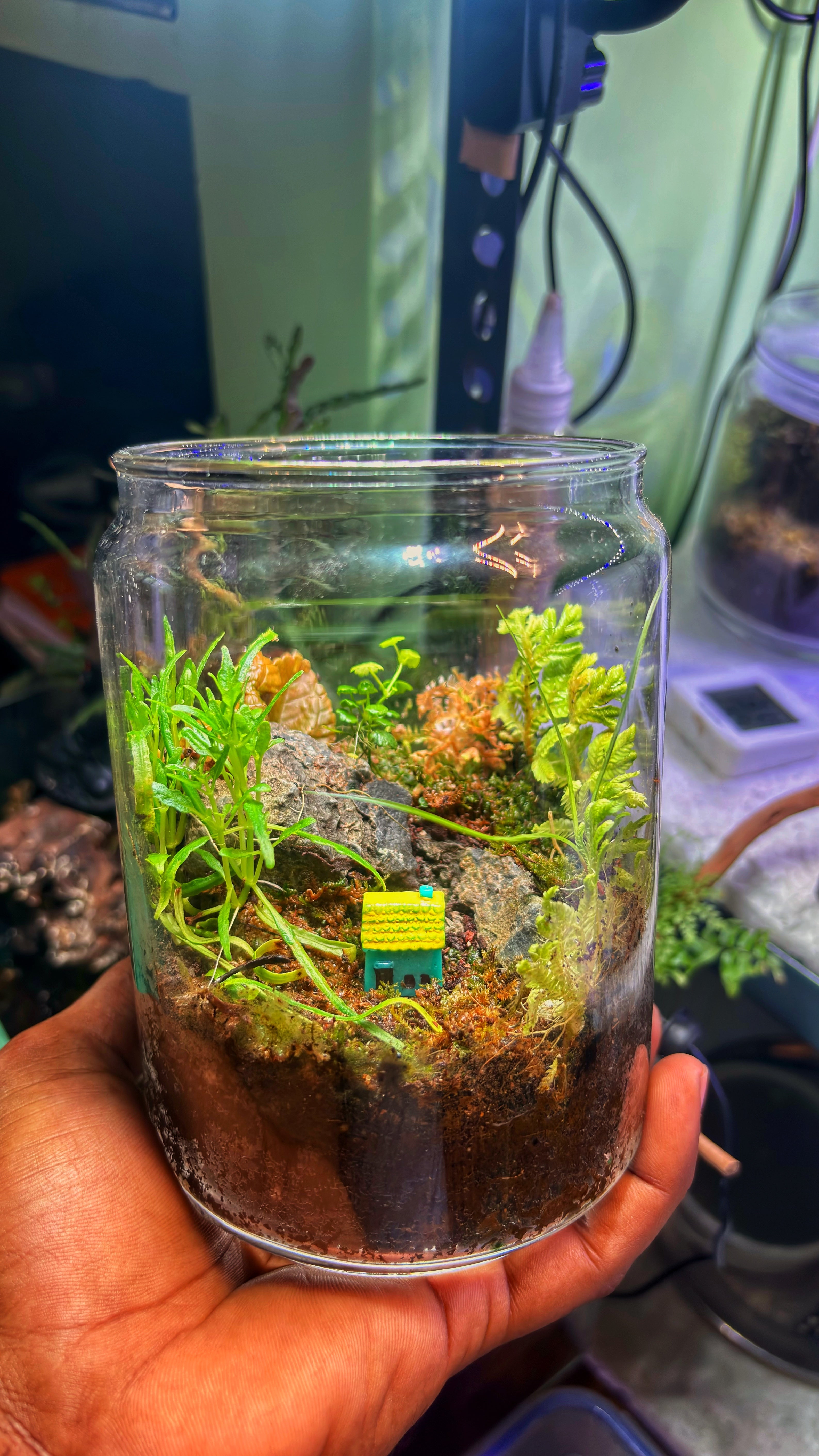 Closed Jar Terrarium