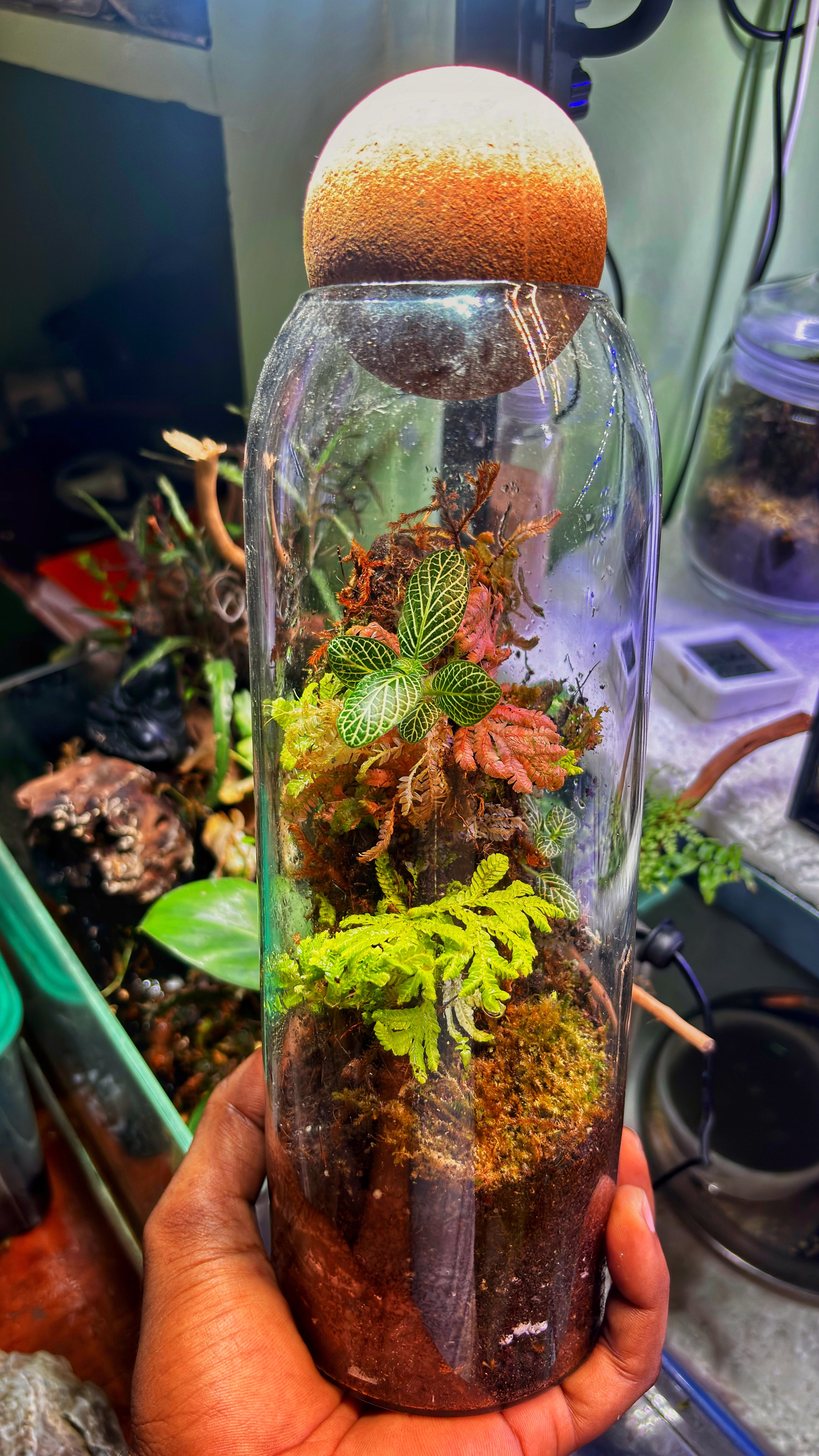 Tall Bottle Terrarium with Wooden Lid