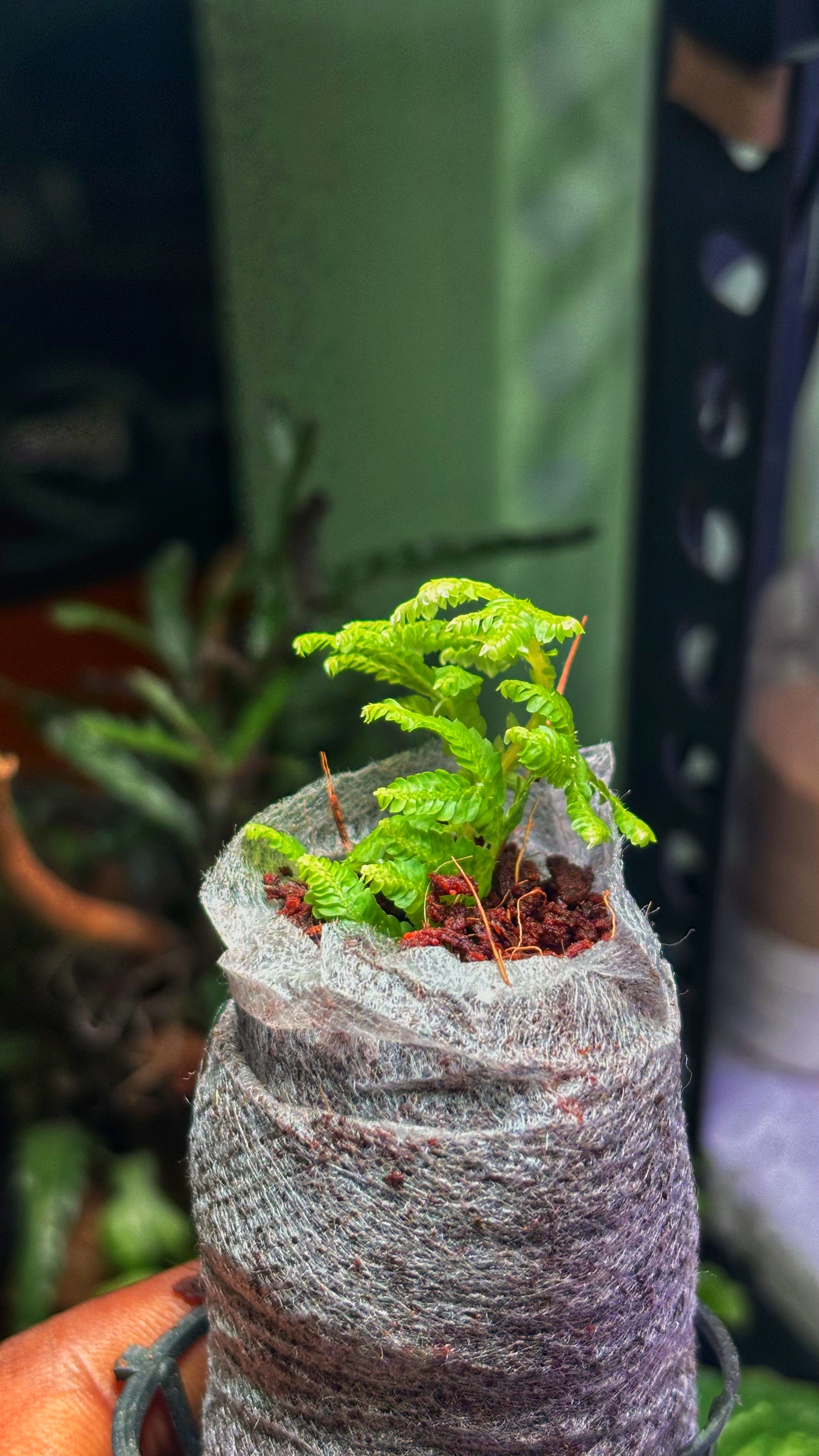 Selaginella Spikemoss Fern(JiffyBag) - Terrarium Plant