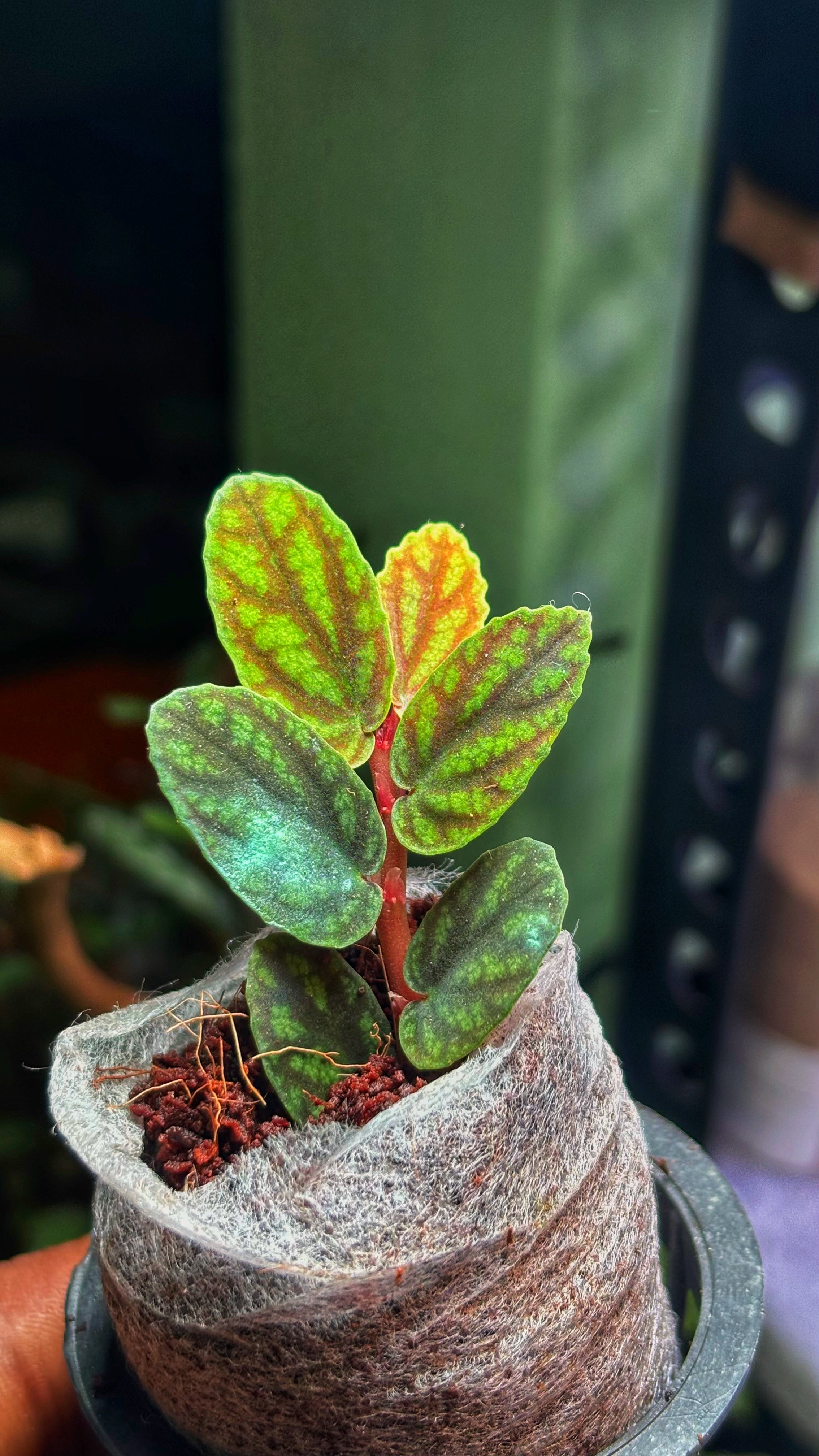 Trailing Watermelon Begonia(JiffyBag) - Terrarium Plant