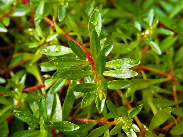 Ludwigia Arcuata – Fine-Leaf Red Stem Plant for Aquariums