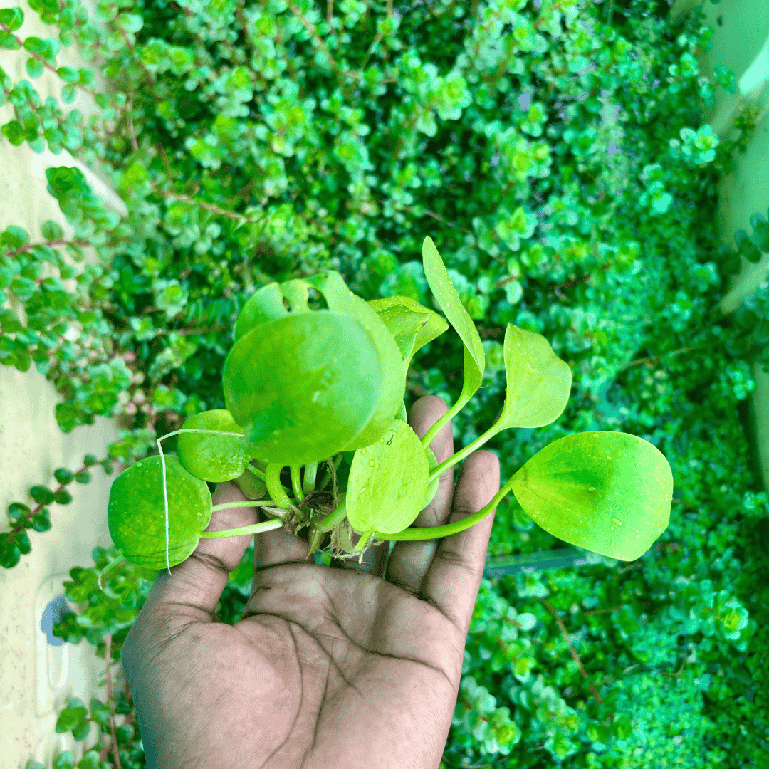 Amazon Frogbit – Giant Size (1Plant)