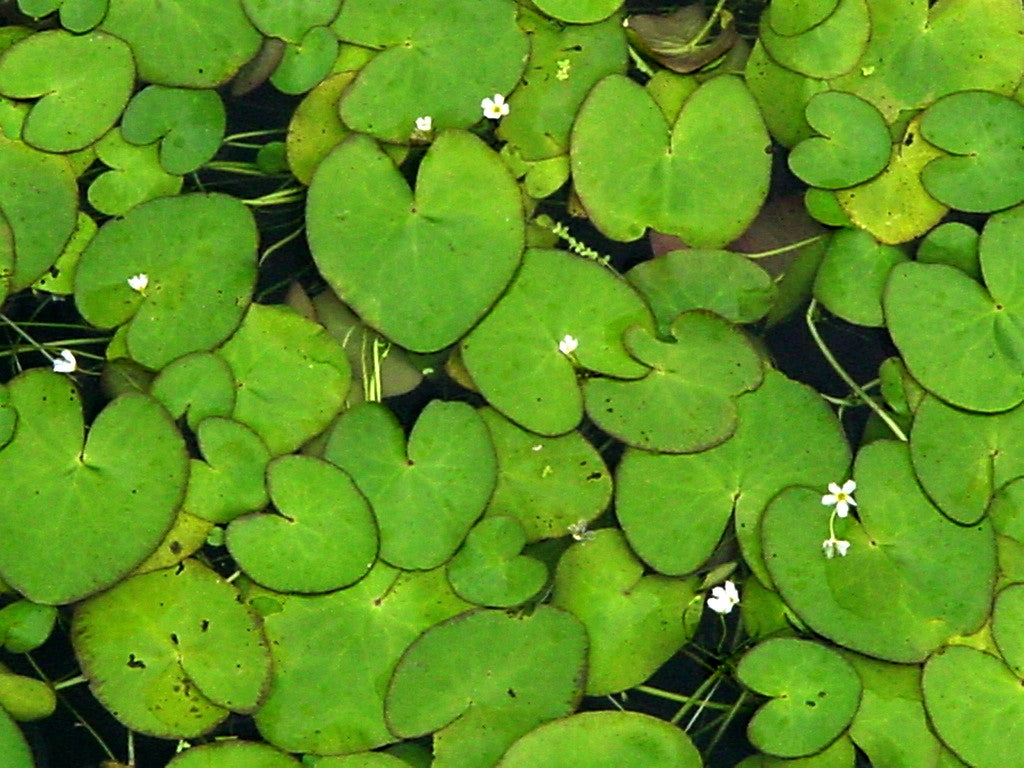 Floating Heart  Single Plant (Leaf with Root 2Plants)