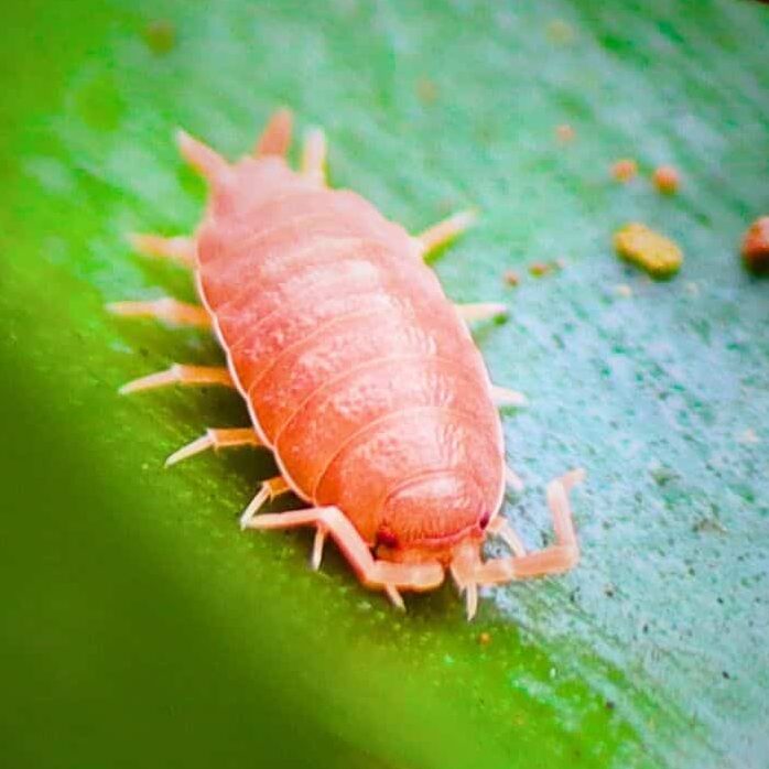 Powder Orange Isopods (12pcs)