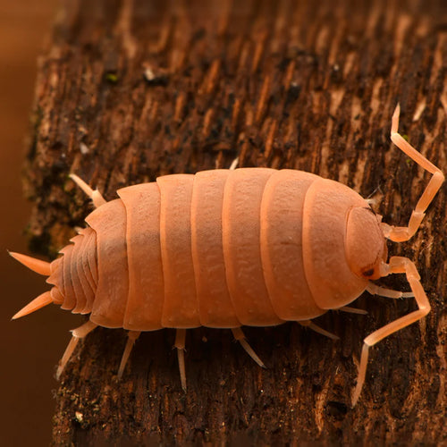 Powder Orange Isopods (10pcs) + 3Free
