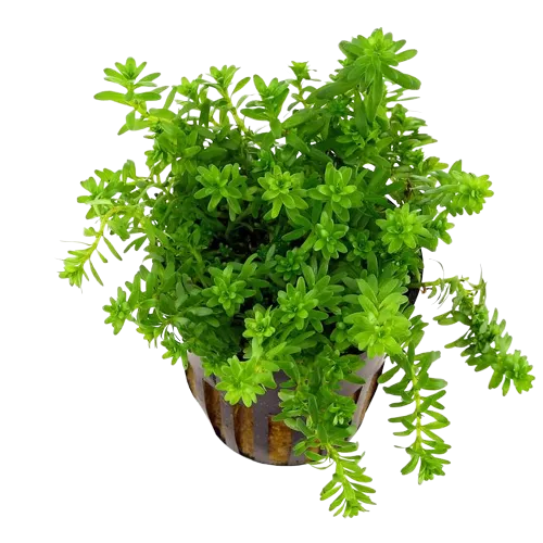 Rotala Nanjenshan 5 Stems