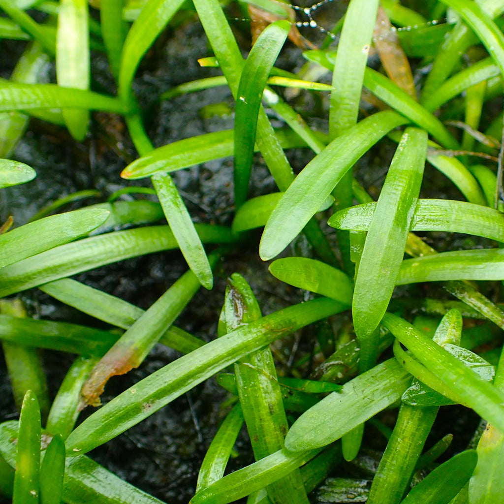 Dwarf Sagittaria Bunch – Easy Foreground Carpet Plant for Aquariums | Beginner Friendly