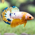 Fancy Plakat Yellow Hellboy Male (Thailand Import)