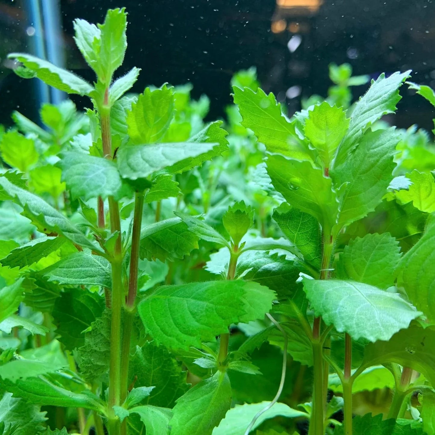 Water Wisteria Stems