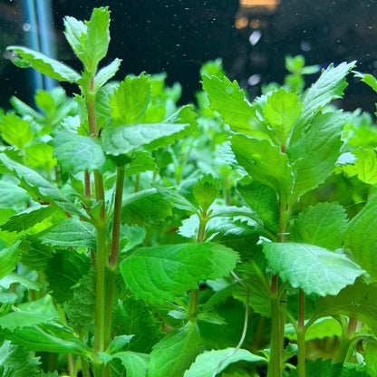 Water Wisteria Stems