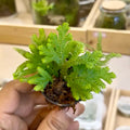 Selaginella Spikemoss Fern(Small) - Terrarium Plant