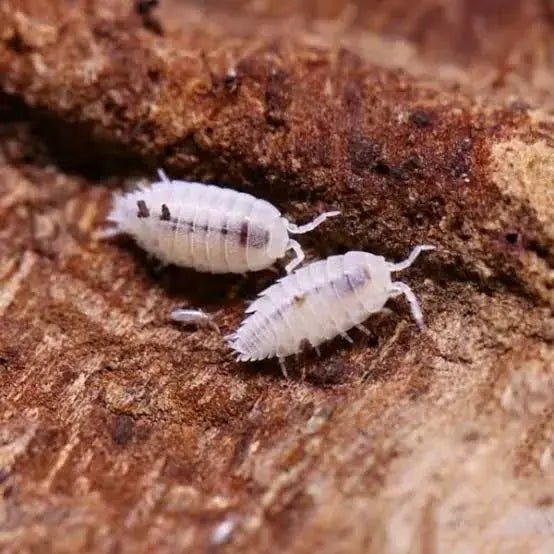 Dwarf White Isopods(10+)