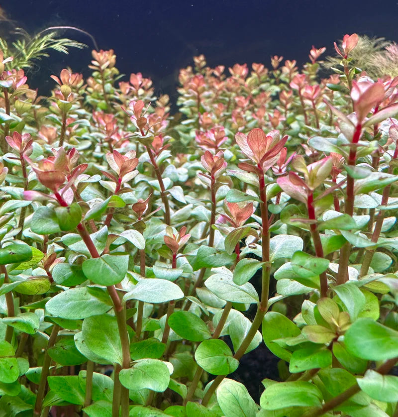 Rotala Red – Vibrant Stem Plant for Aquariums | Easy to Grow