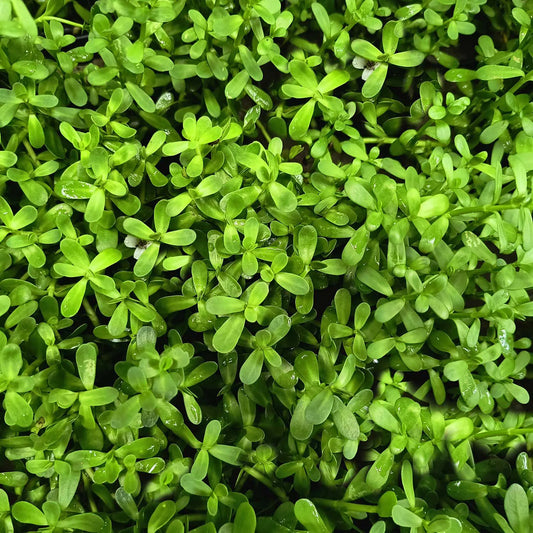 Bacopa monnieri (Water Hyssop- 5stems)