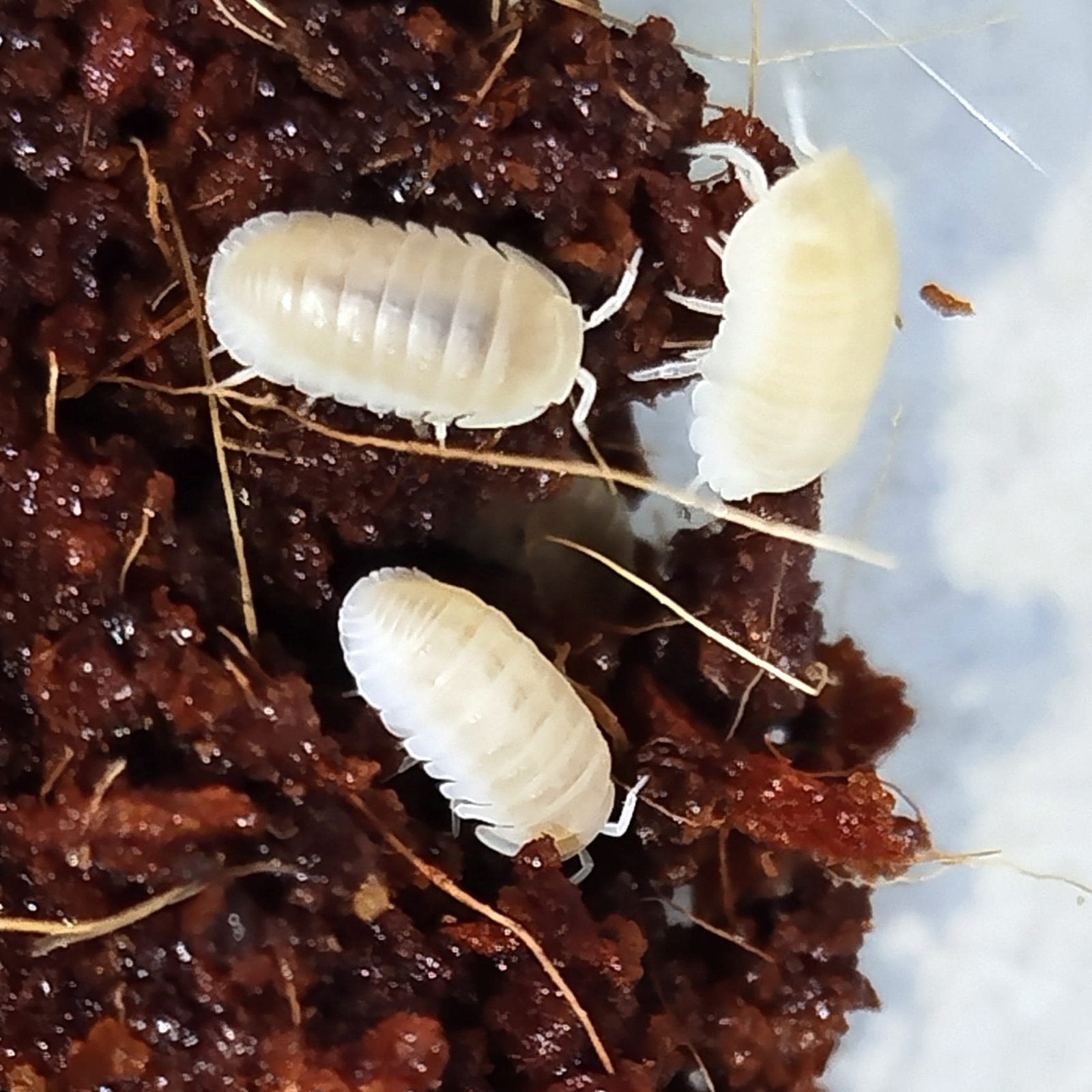 Cubaris Murina White Isopods(10Pcs)