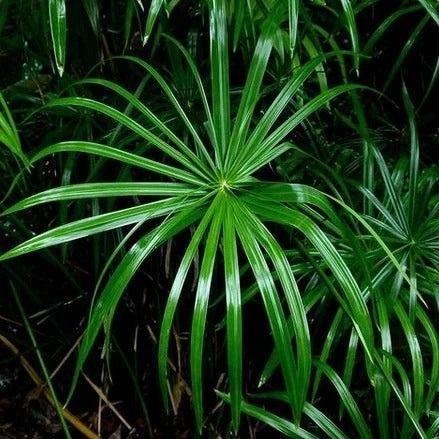 Umbrella Palm Cutting(Pc)