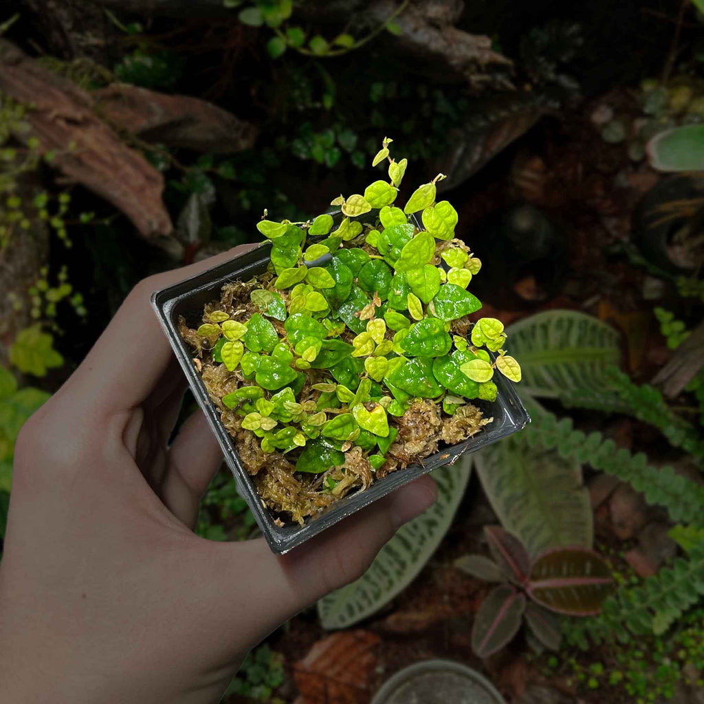 Ficus Pumila Minima(Single) – Rare Terrarium Plant