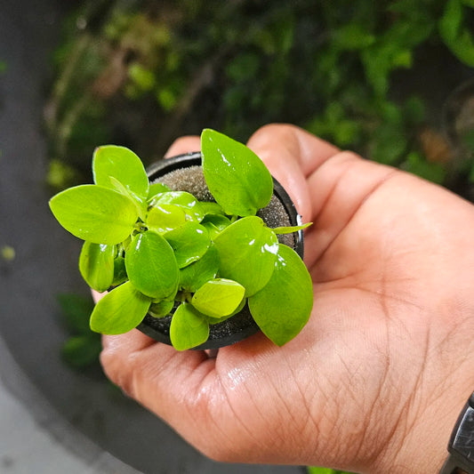 Anubias Nana Gold Lava Rock