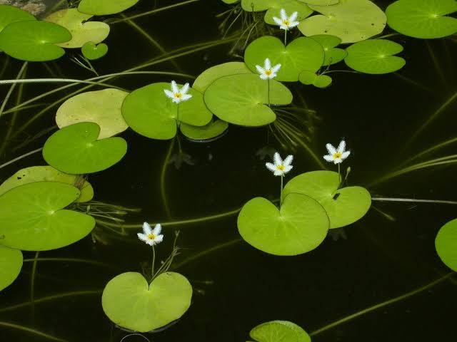 Floating Heart  Single Plant (Leaf with Root)