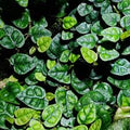 Ficus Pumila Minima(Single) – Rare Terrarium Plant (Jiffy bag size)