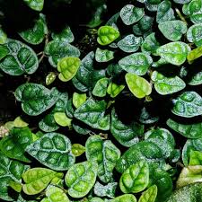 Ficus Pumila Minima(Single) – Rare Terrarium Plant (Jiffy bag size)