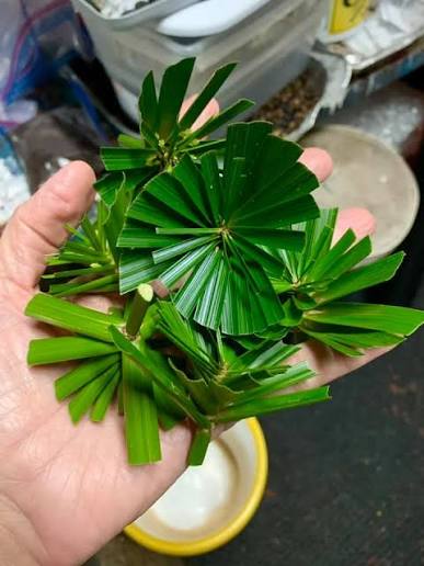 Umbrella Palm Cutting(Pc)