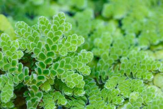 Azolla caroliniana Bunch