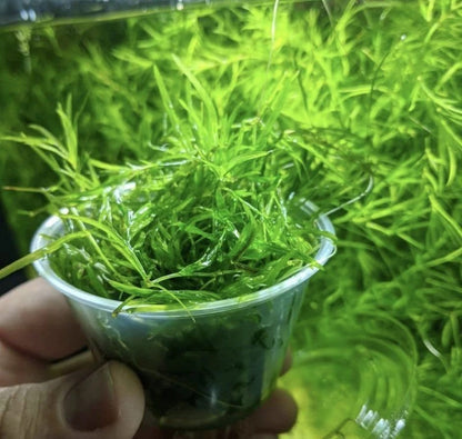 Guppy Grass – Fast-Growing Floating Plant