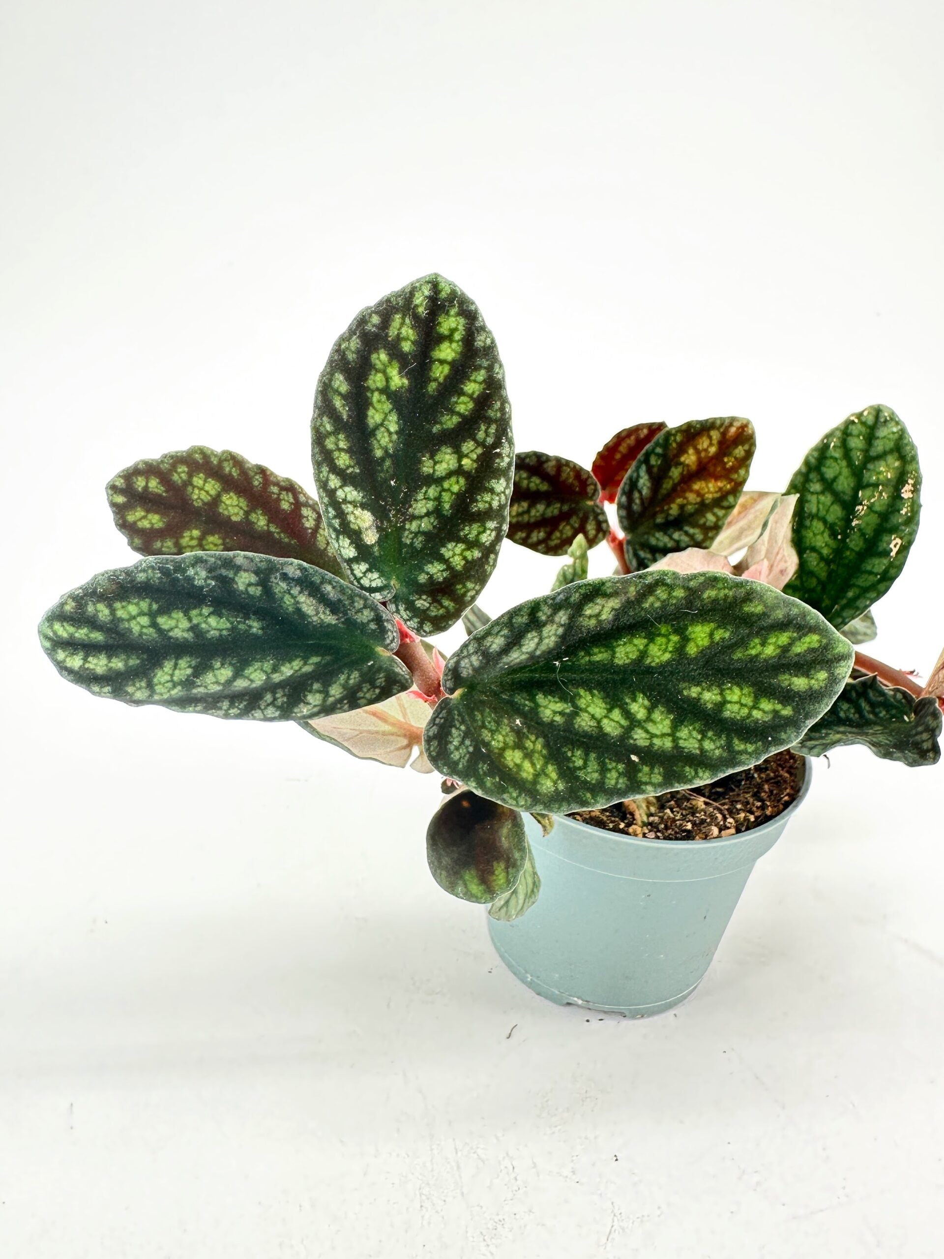 Trailing Watermelon Begonia(JiffyBag) - Terrarium Plant