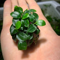 Anubias Nana Petite Lava Rock Pot