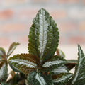 Pilea ‘Silver Tree’ (Small) - Terrarium Plant