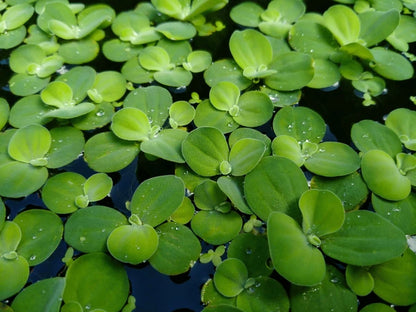 Dwarf Water Lettuce – Floating Aquarium Plant | Natural Shade & Nitrate Control