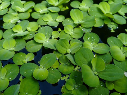 Dwarf Water Lettuce – Floating Aquarium Plant | Natural Shade & Nitrate Control