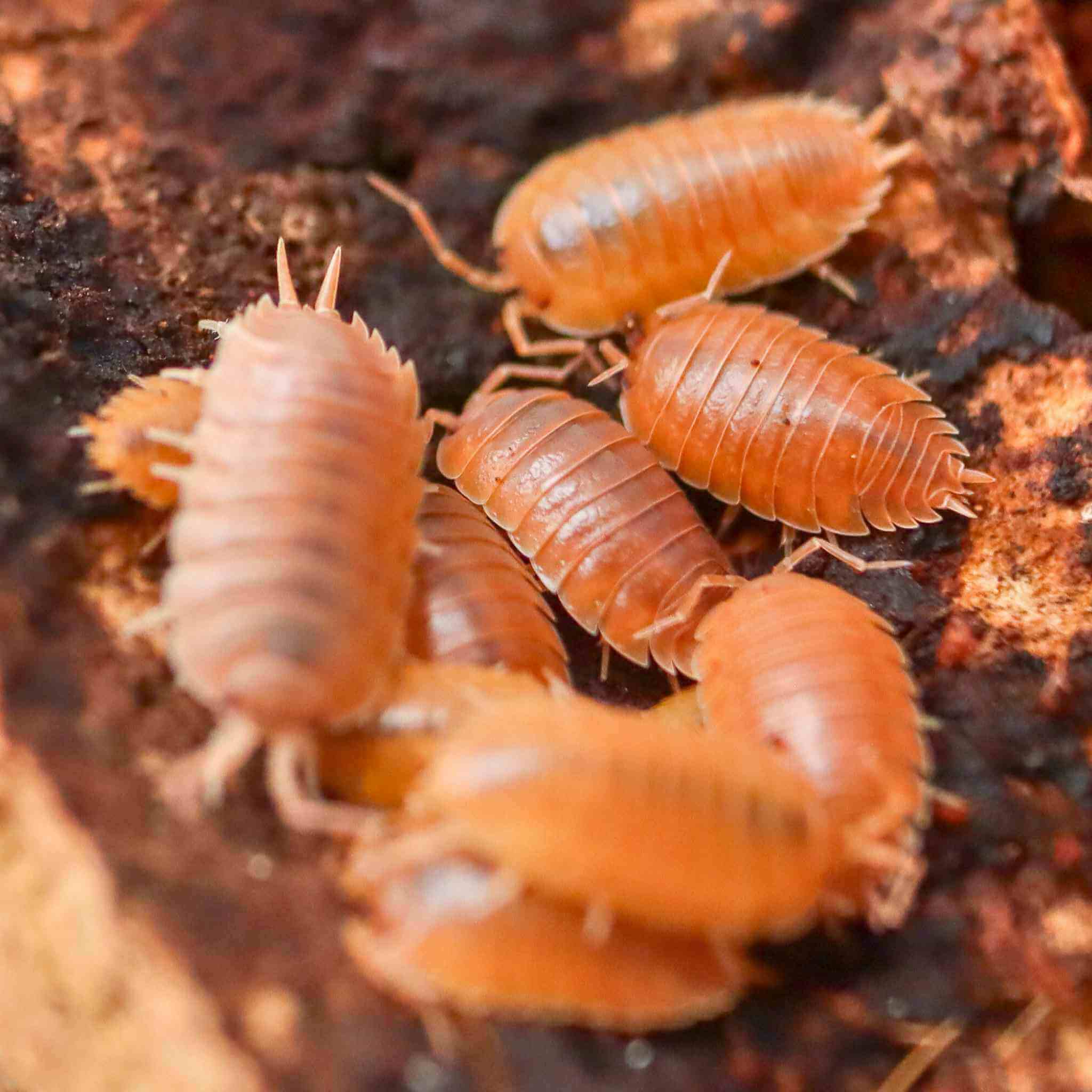 Porcellio laevis “Dairy Cow – Orange” Isopods(1PC)