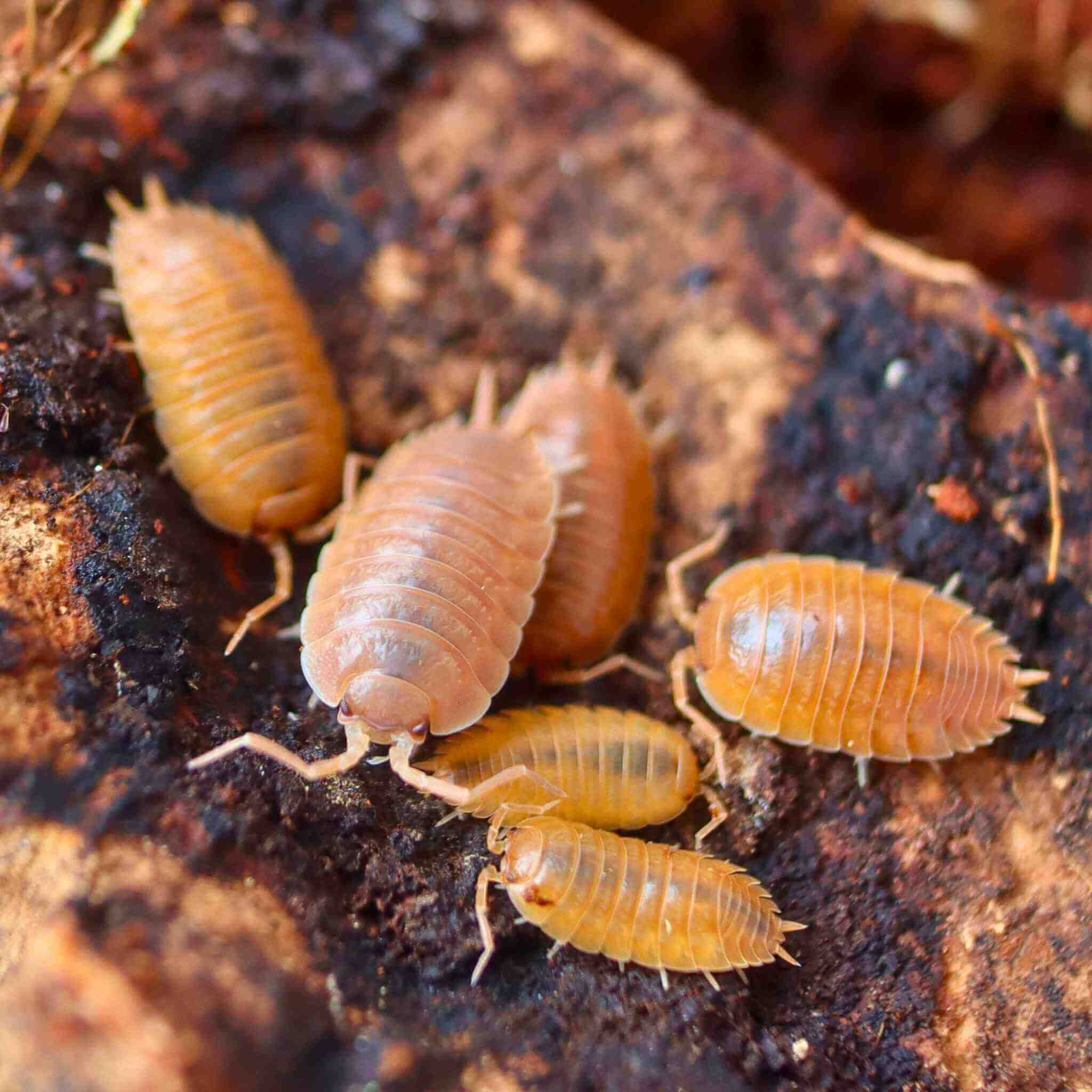 Porcellio laevis “Dairy Cow – Orange” Isopods(1PC)