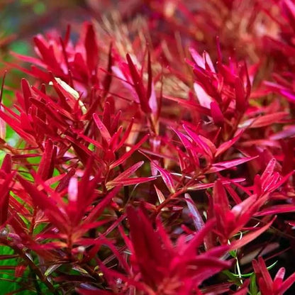 Rotala Red – Vibrant Stem Plant for Aquariums | Easy to Grow