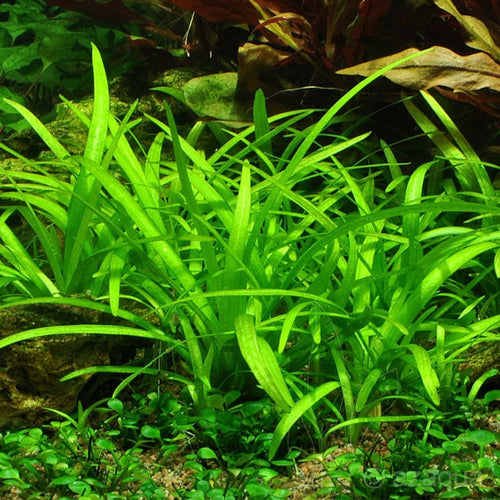 Dwarf Sagittaria Bunch – Easy Foreground Carpet Plant for Aquariums | Beginner Friendly