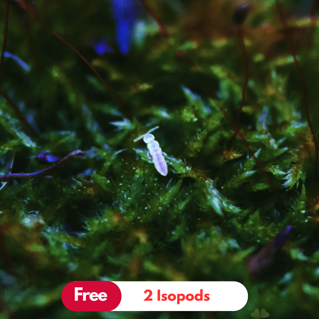 White Springtails Culture Box for Terrariums + Free Isopod