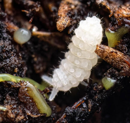 White Springtails Culture Box for Terrariums + Free Isopod