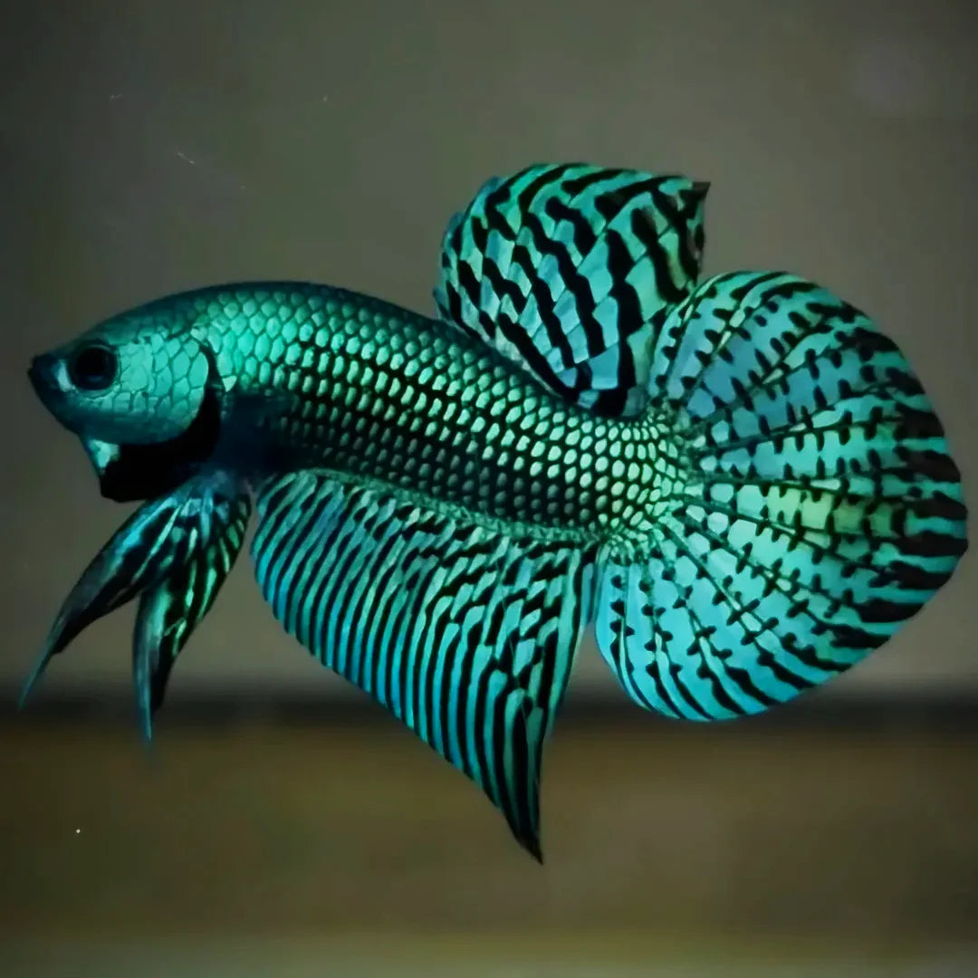 Wild Alien Green Male – Exotic Hybrid (Thailand Import)